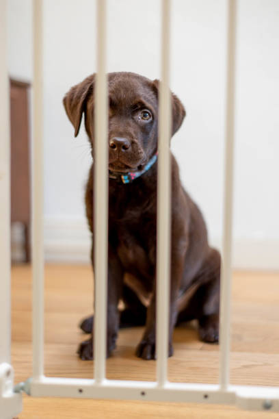 Cute labrador puppy, 10 weeks old