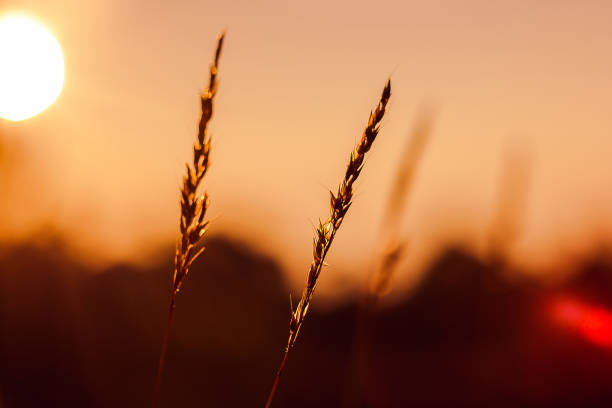 istock The silhouette of the grass 1130716241