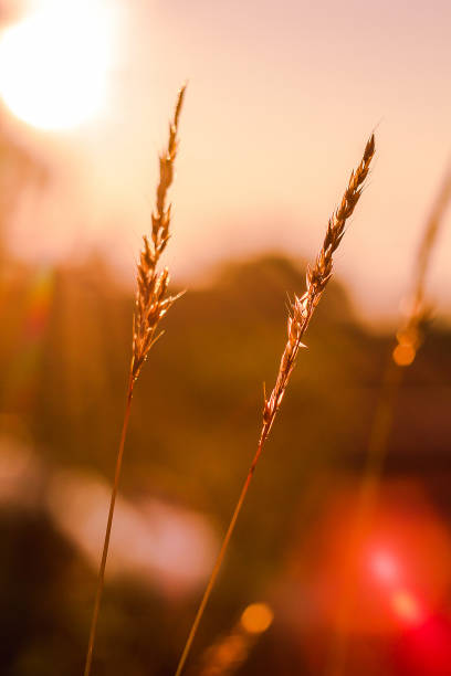 istock The silhouette of the grass 1130716798