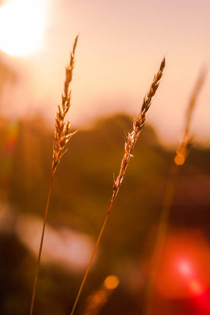 istock The silhouette of the grass 1130716802