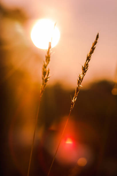 istock The silhouette of the grass 1130716803