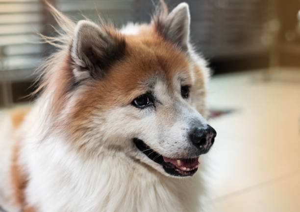 istock The dog looking something with wonder eyes,blurry light around 1130717034