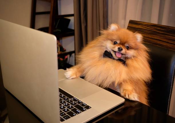 cane divertente che usa il laptop a tavola - spitz type dog immagine foto e immagini stock