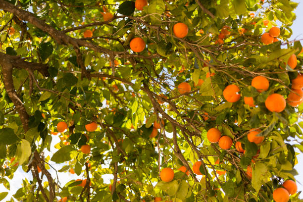 istock Orange tree with fruits on its branches, Andalucia, Spain 1130717485