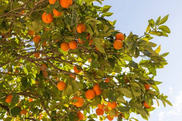 istock Orange tree with fruits on its branches, Andalucia, Spain 1130717548