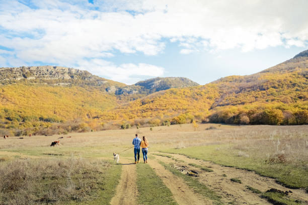 pareja paseo retriever perro otoño atardecer campo prado sosteniendo las manos - couple walking old middle fotografías e imágenes de stock