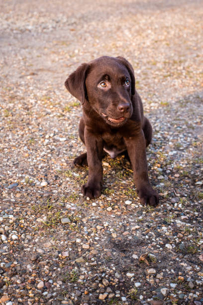 istock Cute chocolate labrador puppy playing outside 1130717612