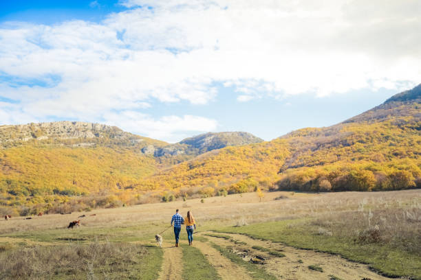 couple walk retriever dog autumn sunset countryside meadow holding hands - couple human pregnancy sunset walking imagens e fotografias de stock