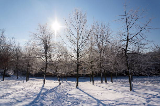 태양 열 가지 아름 다운 낭만적인 설 원 풍경에 통과, 나무 그림자, 지상에 맑은 겨울 날, 일기 예보, 눈 덮인 크리스마스 컨셉 - national holiday eastern europe bohemia alley 뉴스 사진 이미지