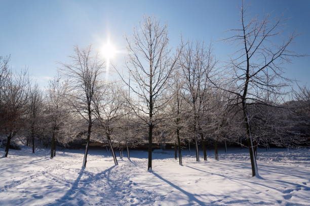 sunbeams passing through branches in beautiful romantic snowy landscape, trees shadows on ground, sunny winter day, weather forecast, snowy christmas concept - national holiday eastern europe bohemia alley imagens e fotografias de stock