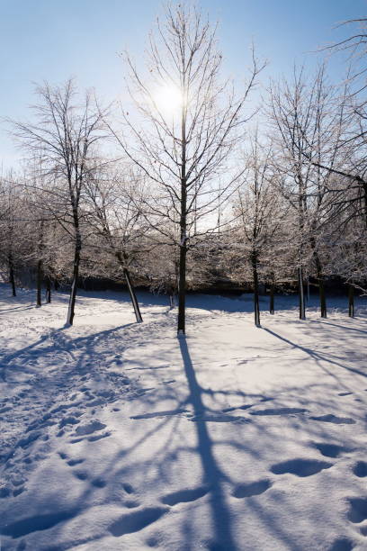 sunbeams passing through branches in beautiful romantic snowy landscape, trees shadows on ground, sunny winter day, weather forecast, snowy christmas concept - national holiday eastern europe bohemia alley imagens e fotografias de stock
