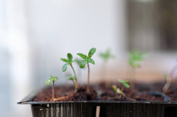 istock Close-up of marijuana seedlings 1130721213