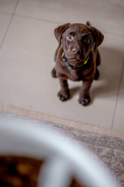 istock Chocolate labrador puppy waiting for food 1130721243