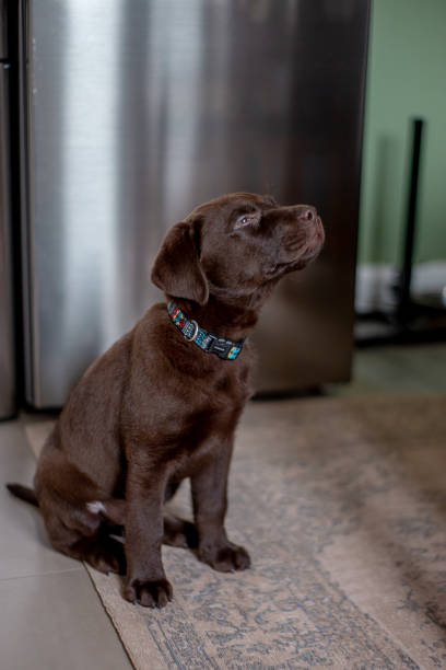 Cute labrador puppy, 10 weeks old