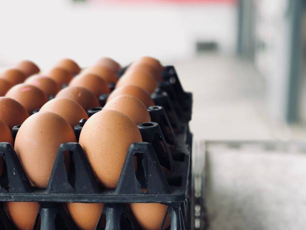 istock Row of Fresh Egg in black plastic box in shop. Selective focus and blurred background. 1130721408