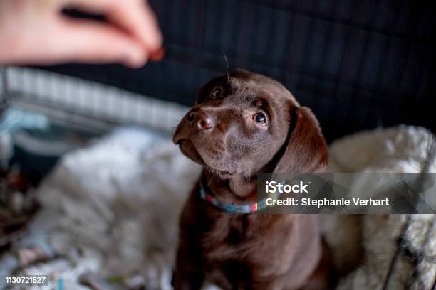 Chocolate Labrador Puppy Waiting For Food Stock Photo - Download Image Now - Puppy, Dog, Eating