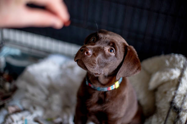 chocolate labrador puppy waiting for food - standing puppy cute animal imagens e fotografias de stock