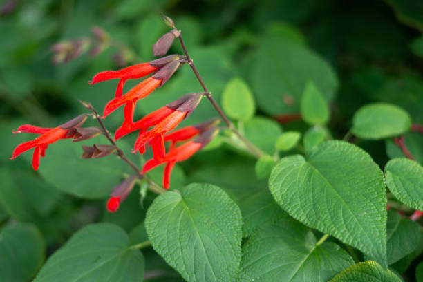 istock Red Salvia gesneriflora gesneriiflora flowers 1130722597