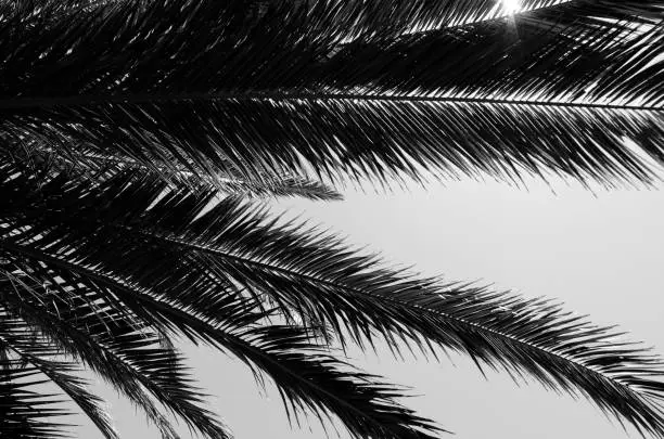 Beautiful Palm Tree at Uruguay
