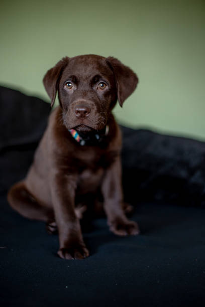 istock Cute chocolate labrador puppy sitting on sofa 1130722807