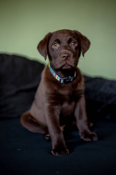 istock Cute chocolate labrador puppy sitting on sofa 1130722808