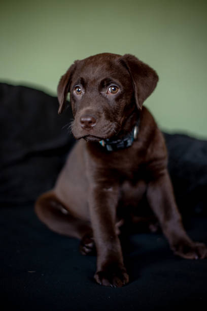 istock Cute chocolate labrador puppy sitting on sofa 1130722813