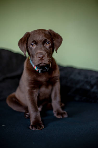 istock Cute chocolate labrador puppy sitting on sofa 1130722815