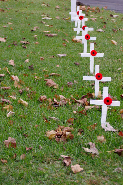 row of small white crosses with red poppies