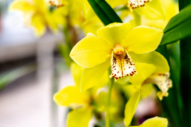 Pink and white colored Orchid