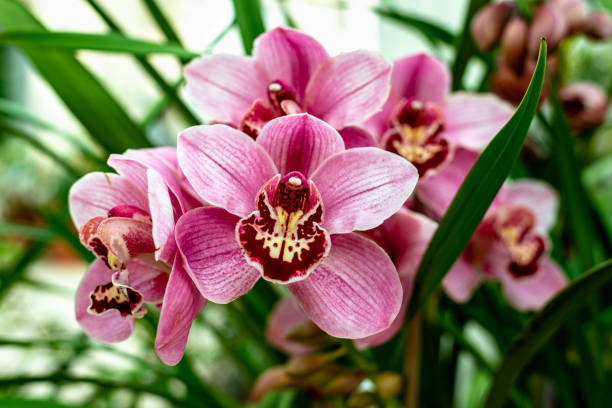 istock Red pink Boat Orchid Cymbidium 1130723772