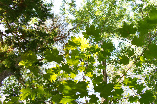 Looking up at leafs A view looking up at leafs on a tree årstid stock pictures, royalty-free photos & images