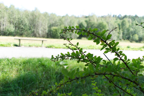 A day in the park A sunny day with a view over a park with a bench and some trees årstid stock pictures, royalty-free photos & images