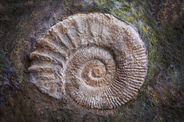 grand fossile d'ammonite, époque géologique. concept d'archéologie et de paléontologie - trilobite photos et images de collection