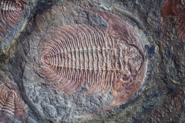化石恐竜トカゲ岩の上の先史時代のトカゲの骨格の化石 - 化石の