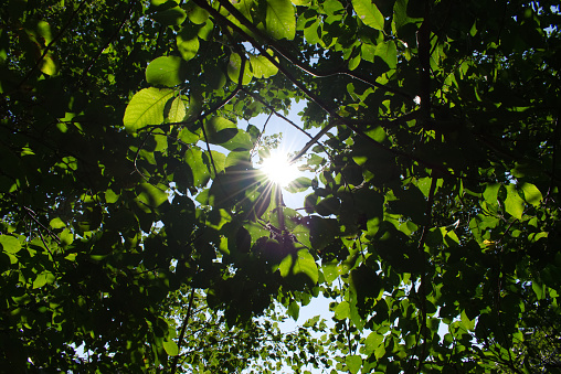Hojas verdes con el sol photo