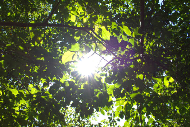 Sunbeams through the trees A sun beaming through the leafs of some tree on a summers day årstid stock pictures, royalty-free photos & images