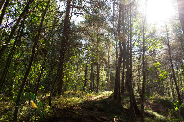 Beautiful forest The sun shining through a beautiful forest with lots of trees årstid stock pictures, royalty-free photos & images