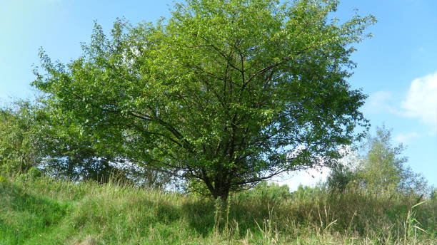 Big tree A big tree with green leafs on a field on a summers day årstid stock pictures, royalty-free photos & images