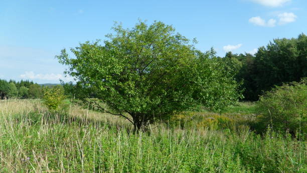 A tree in the field A lonely tree in the middle go a field on a summers day årstid stock pictures, royalty-free photos & images