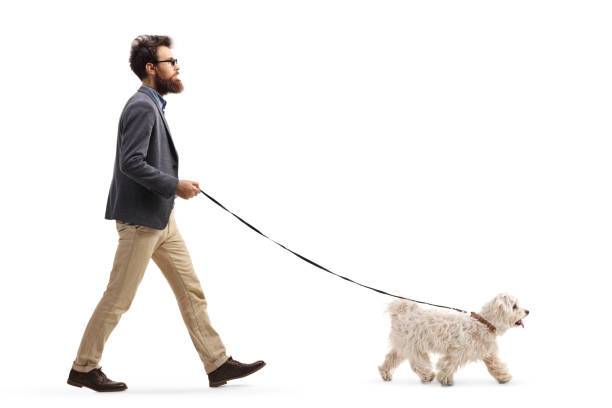 istock Bearded man walking a maltese poodle dog 1130724397