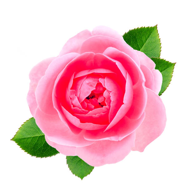 istock Rose flower with leaves isolated on white background 1130725794