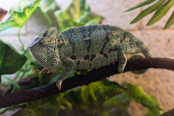 istock chameleon on a branch in the terrarium 1130725975