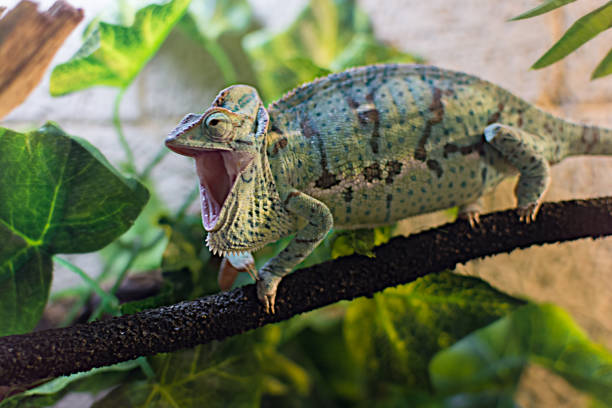chameleon on a branch in the terrarium