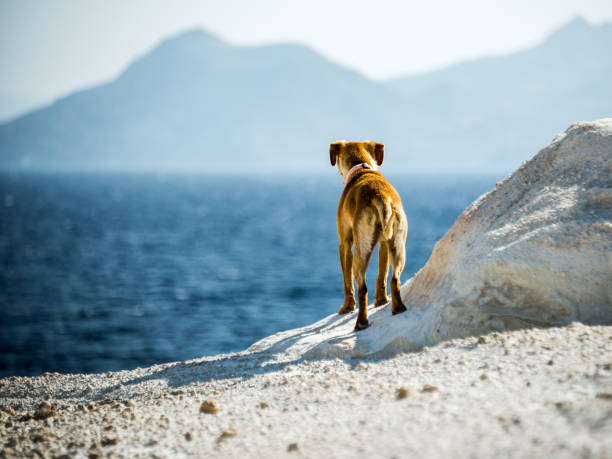 Domestic dog looking away.