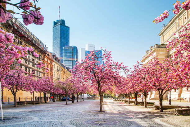 Blossoming cherry trees at the old opera in Frankfurt in spring, Germany, Europe stock photo