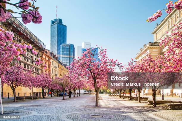 Blossoming Cherry Trees At The Old Opera In Frankfurt In Spring Germany Europe Stock Photo - Download Image Now