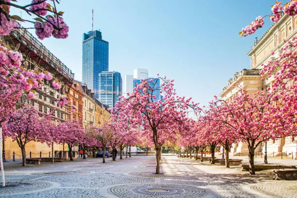 blossoming cherry trees at the old opera house in Frankfurt, Germany