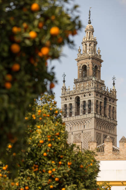 catedral de sevilla y naranjo, la giralda, andalucía, españa - seville sevilla santa cruz city fotografías e imágenes de stock