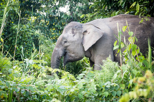 Elephants pigmy Pygmy elephants eating on the banks of the Kinabatagan River on the island of Borneo, Malaysia kinabatangan river stock pictures, royalty-free photos & images