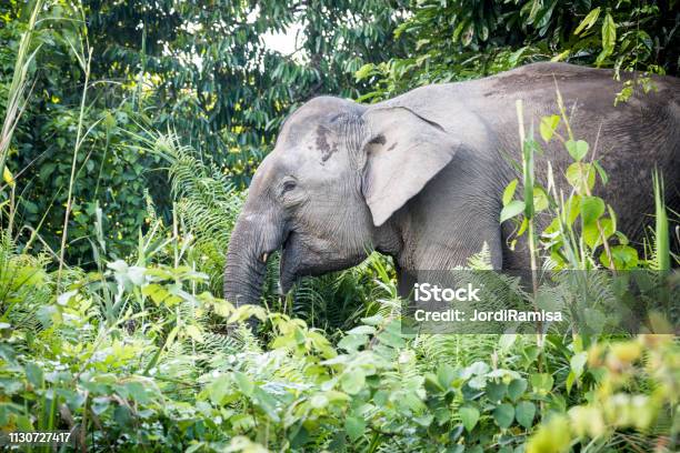 Elephants Pigmy Stock Photo - Download Image Now - Island of Borneo, Animal Wildlife, Animals In The Wild